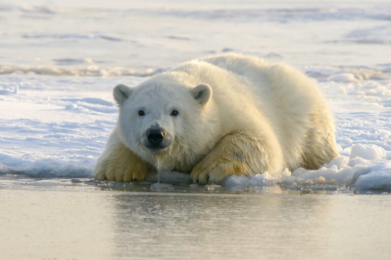 polar bear